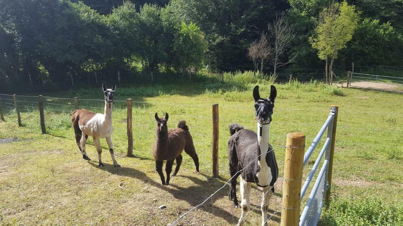 La Ferme Des Andes - Gite L'Atelier Quins Bagian luar foto