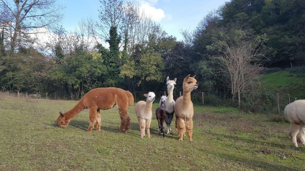 La Ferme Des Andes - Gite L'Atelier Quins Bagian luar foto