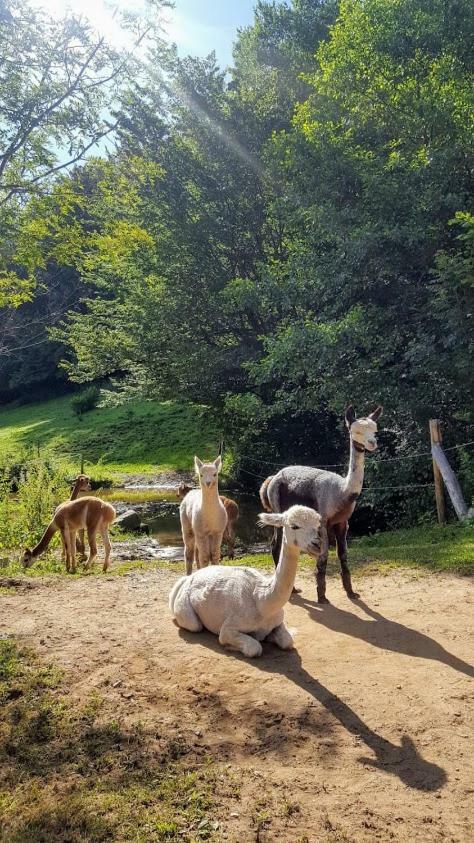 La Ferme Des Andes - Gite L'Atelier Quins Bagian luar foto